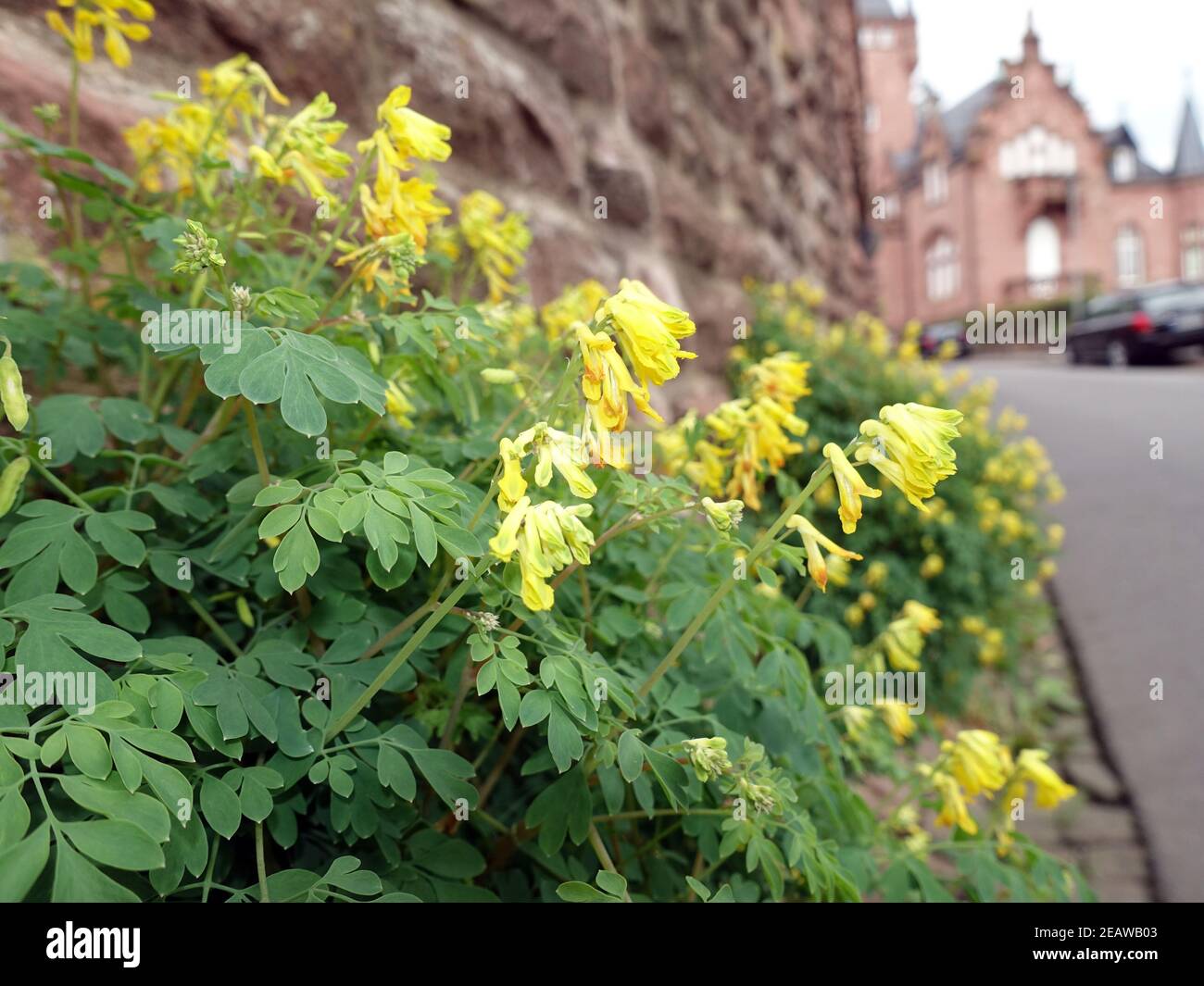 Gelber Lerchensporn (Pseudofumaria lutea, Syn. Corydalis lutea) wÃ¤chst in den Fugen der Schlossmauer Banque D'Images