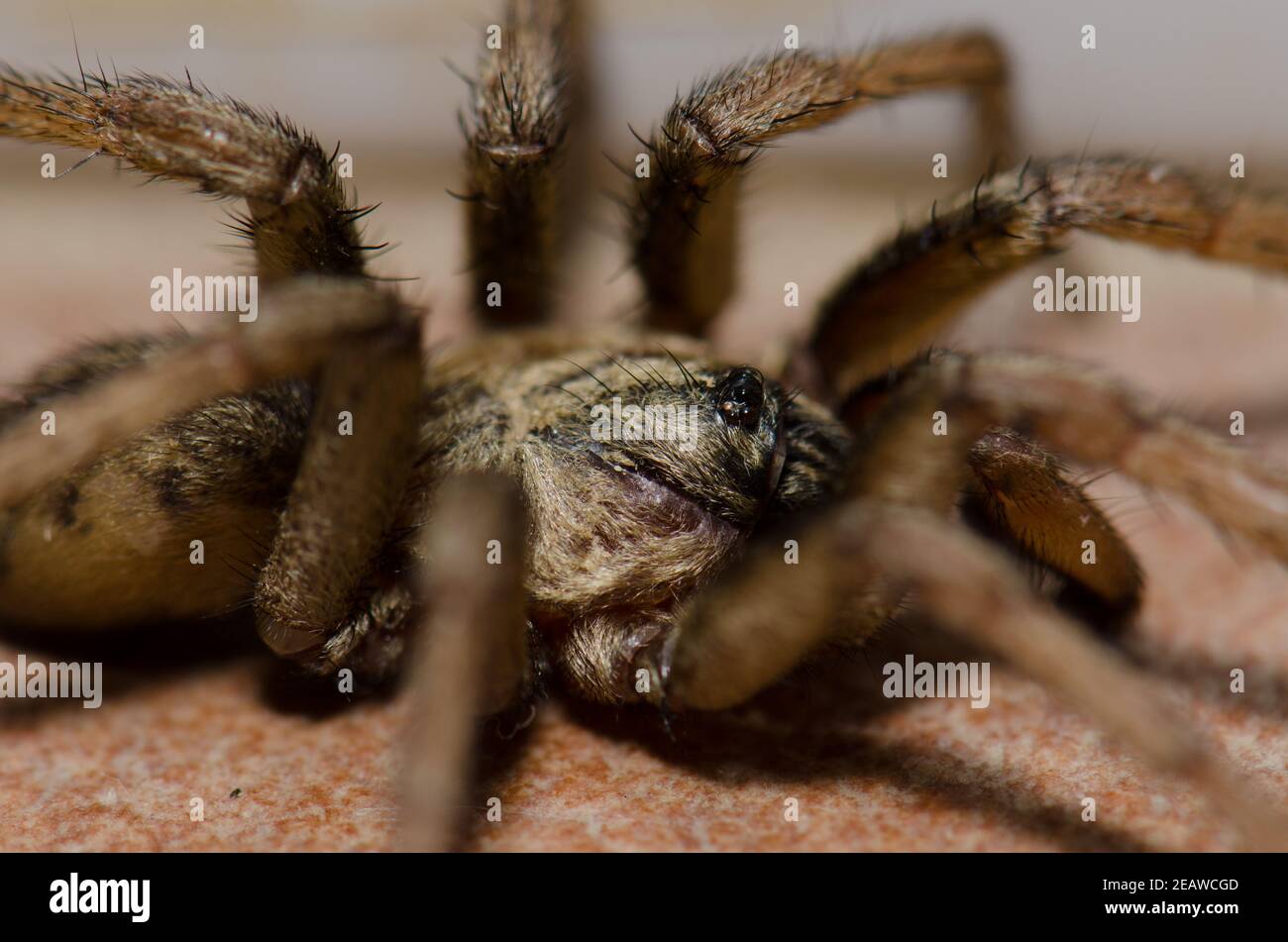 Araignée à Malpartida de Plasencia. Banque D'Images