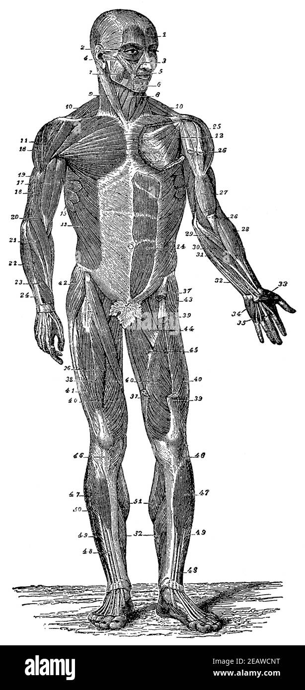Les muscles du corps humain. Vue avant. Illustration du 19e siècle. Allemagne. Arrière-plan blanc. Banque D'Images