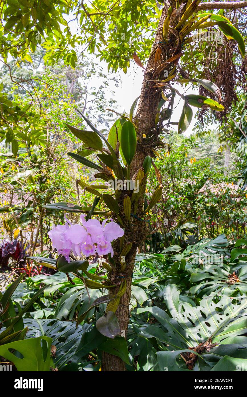 Cattleya warneri (orchidée de Warner's Cattley') Banque D'Images