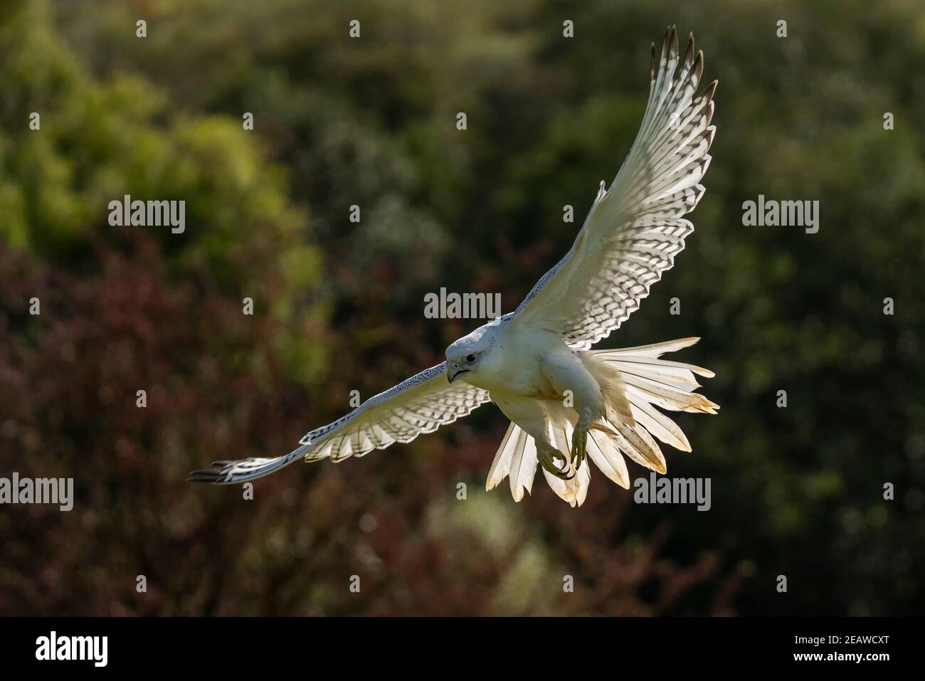 Gyrfalcon (Falco rusticolus) un oiseau de faucon blanc Banque D'Images