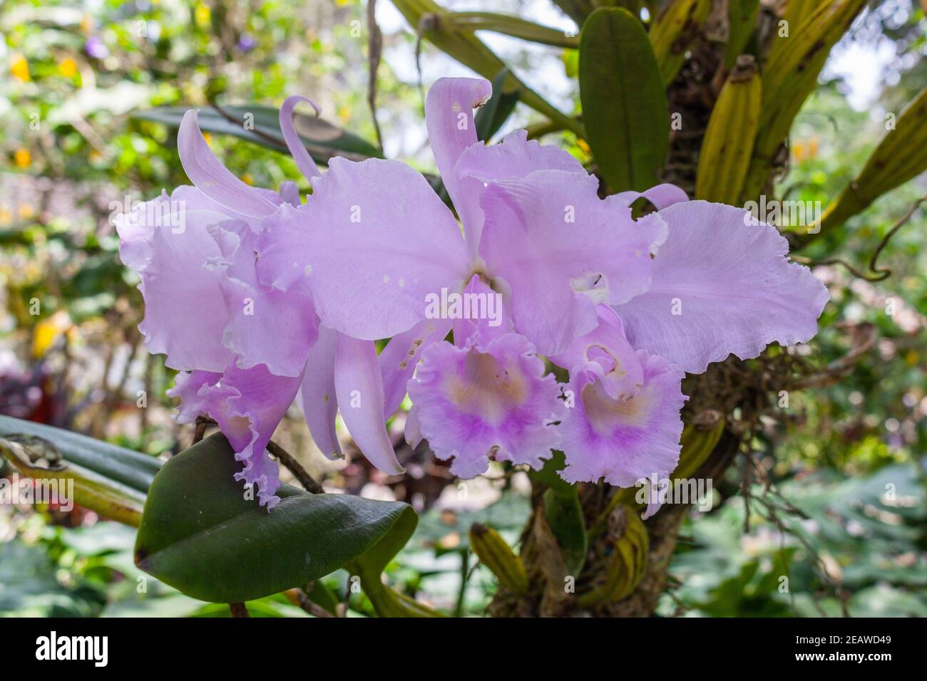 Cattleya warneri (orchidée de Warner's Cattley') Banque D'Images