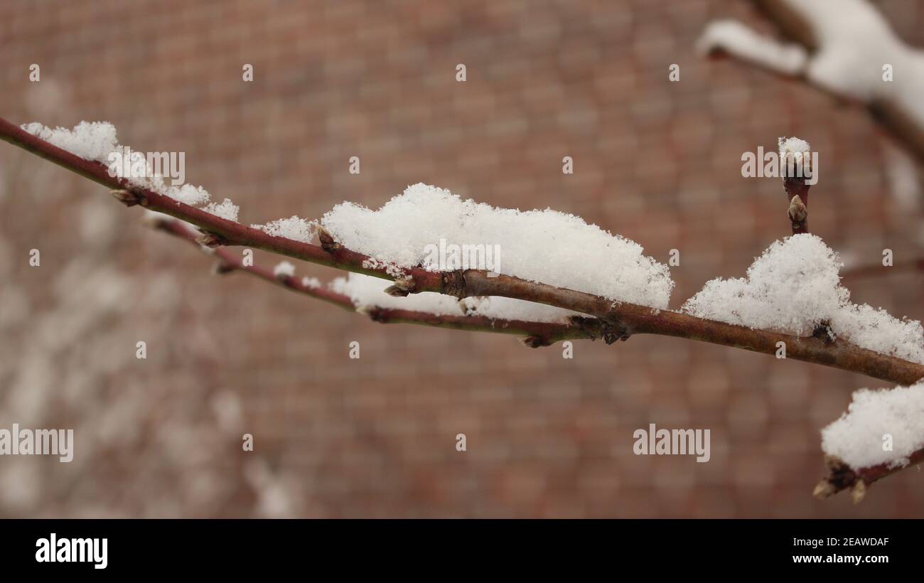 Neige sur les feuilles de plantes pendant la saison hivernale des chutes de neige Banque D'Images