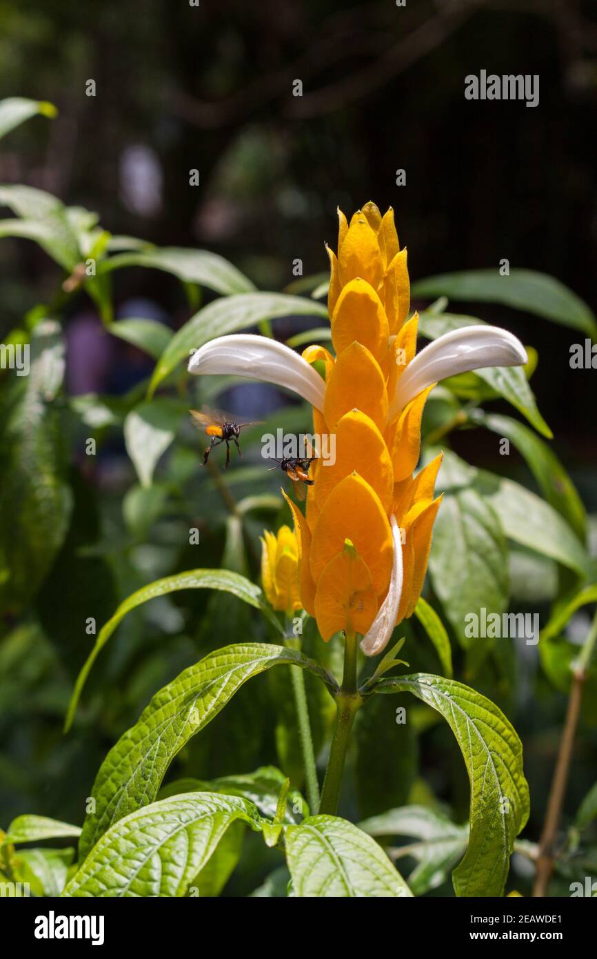 Lollipop plante Pachystachys lutea et les abeilles sans dents meliponines Banque D'Images