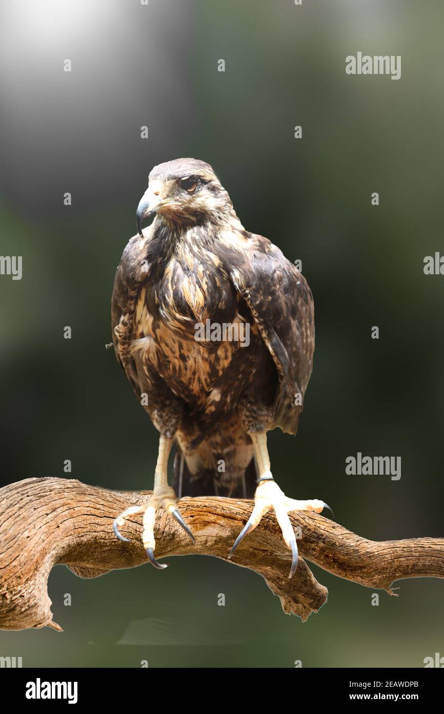 Oiseau prédateur sur branche d'origine Cuba Banque D'Images