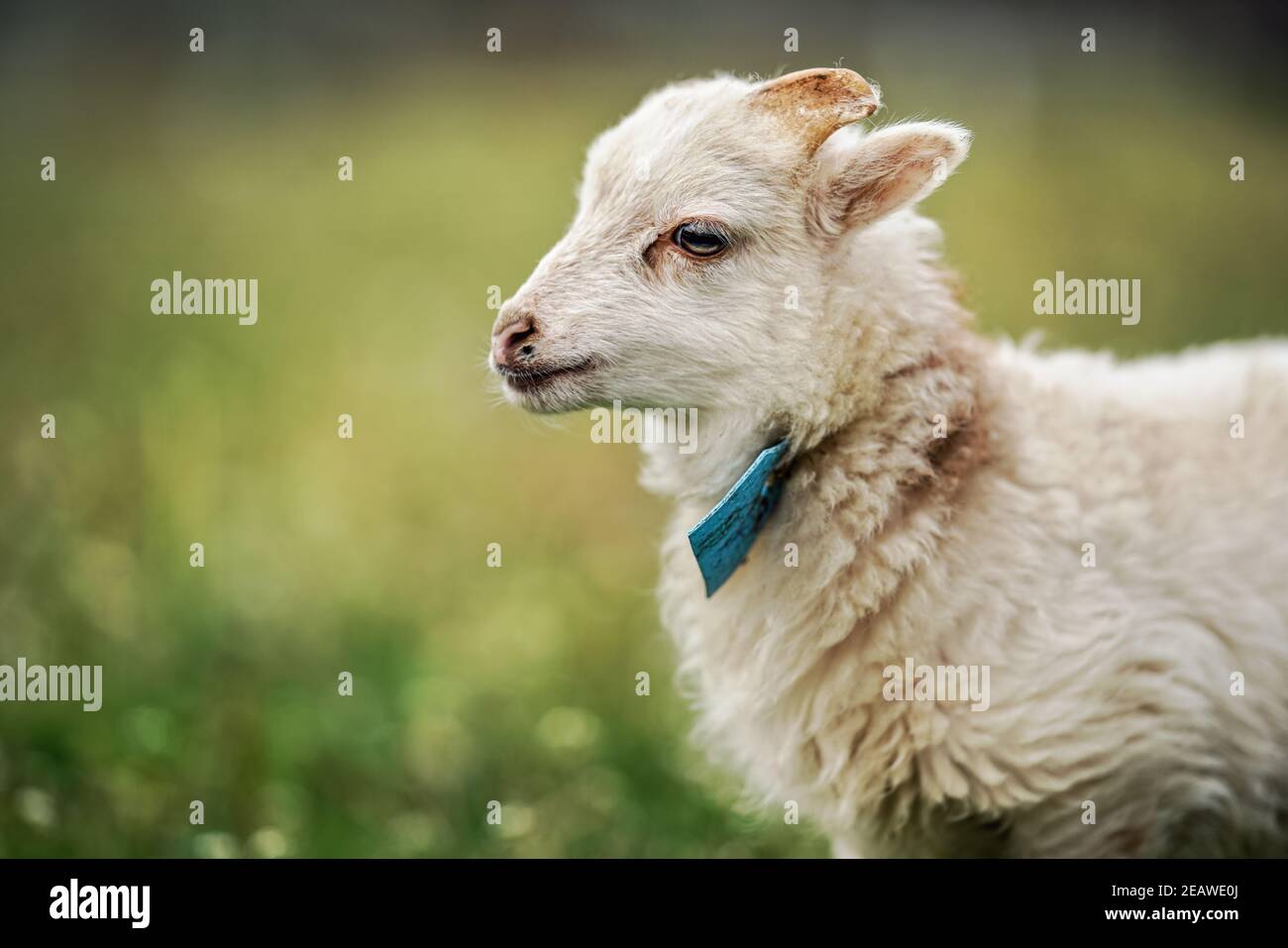 Jeune mouton ouessant ou agneau avec étiquette bleue autour du cou, paître sur la prairie verte de printemps, détail de gros plan Banque D'Images