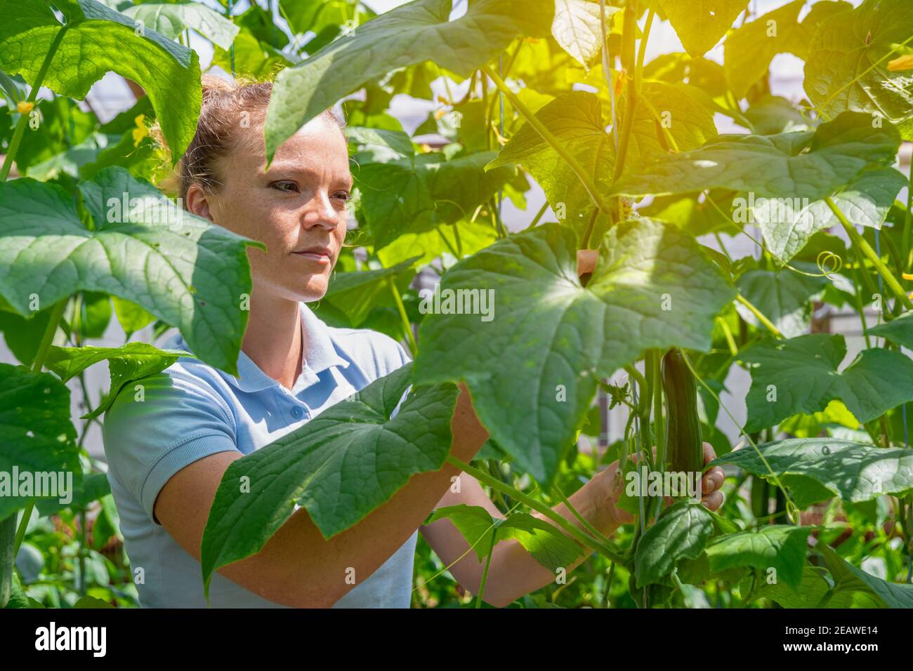 le concombre récolté dans une ferme biologique en serre Banque D'Images