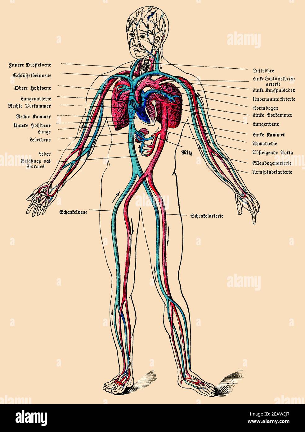 Le système circulatoire humain. Illustration du 19e siècle. Allemagne. Image couleur. Banque D'Images