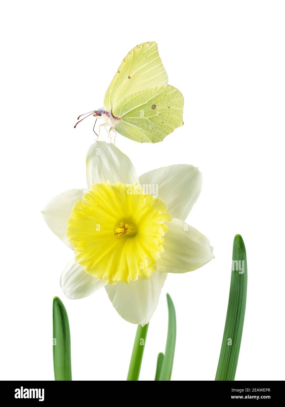 Papillon jaune et jonquille ou fleur de narcisse isolée sur blanc Banque D'Images