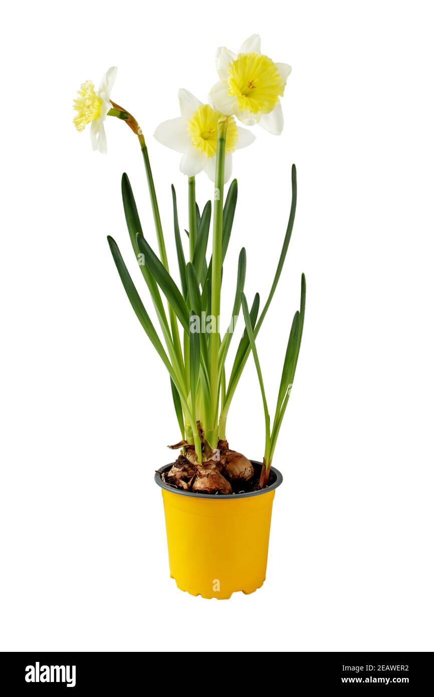 Maison de Daffodil. Narcisse fleurit dans le pot jaune. Plante bulbeuse à  ressort isolée sur blanc Photo Stock - Alamy