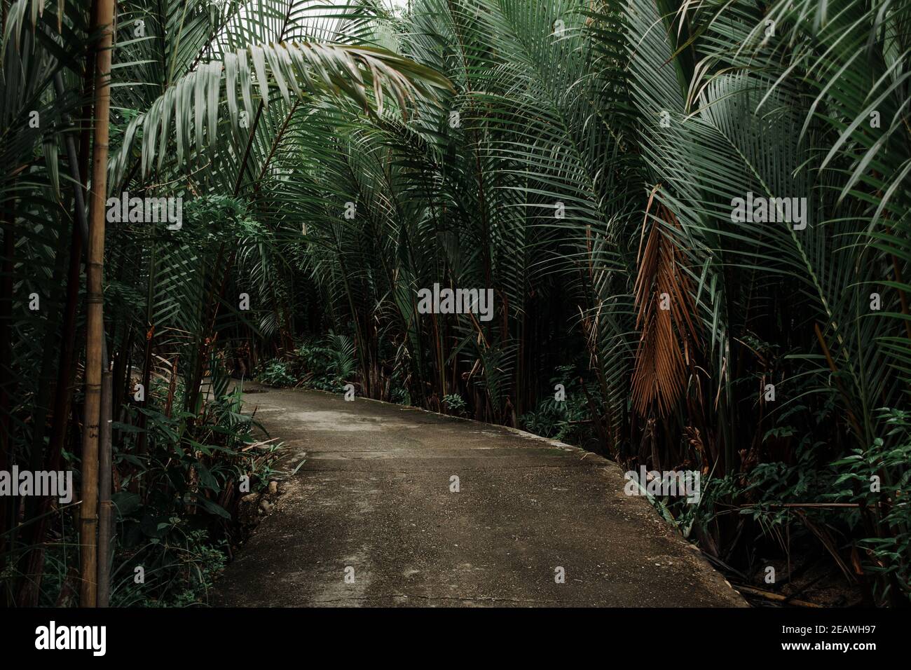 Sentier de la jungle aux Philippines, feuilles vert foncé Banque D'Images