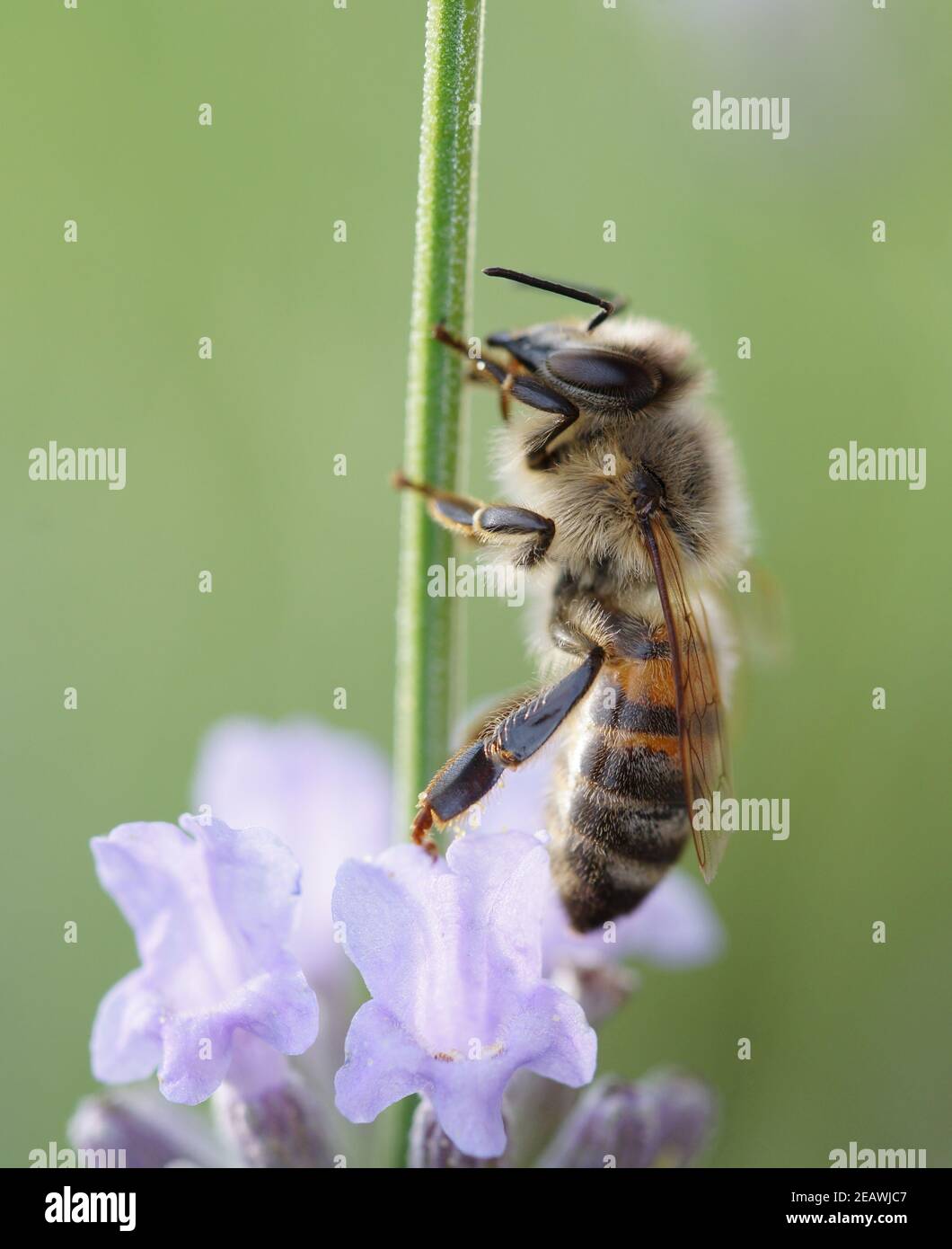 APIs mellifera, photo macro de l'abeille européenne assise sur la fleur de lavande Banque D'Images