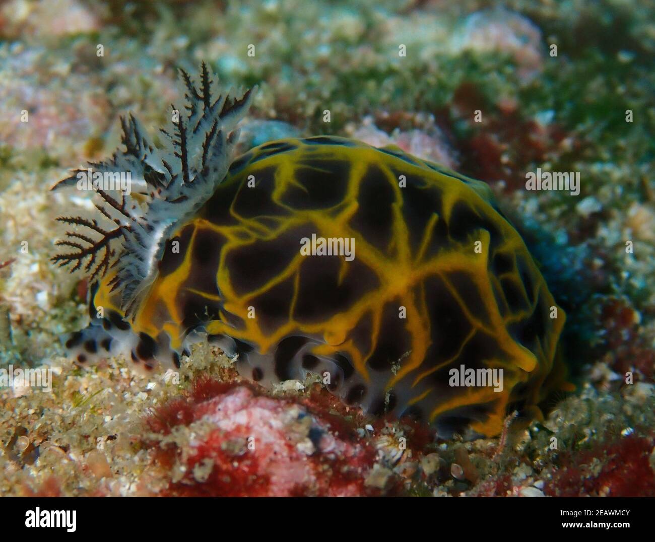 Slug de mer aux couleurs frappantes avec de grands branchies, plage de Tofo, Mozambique Banque D'Images