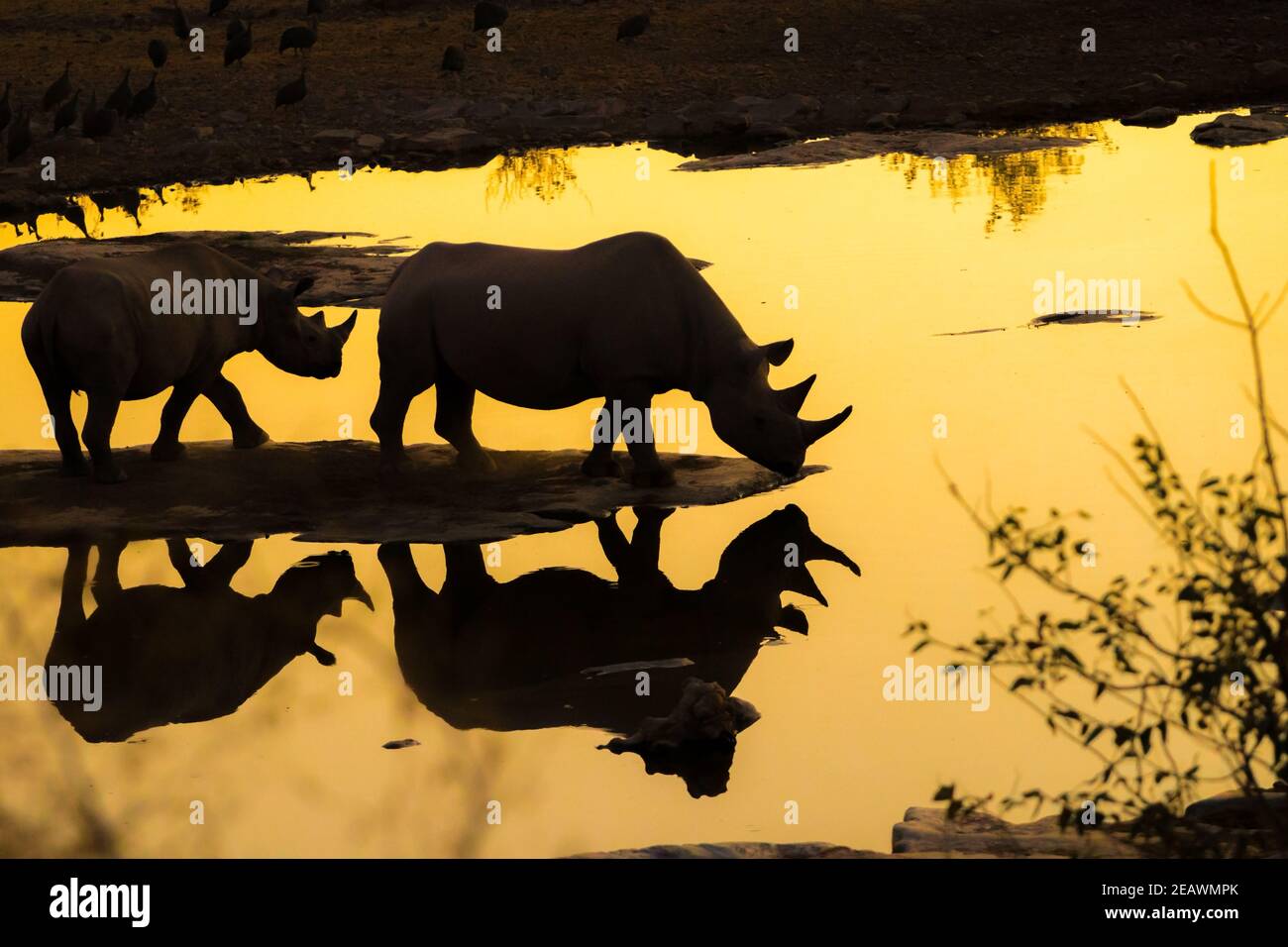 Deux rhinocéros dans un trou d'eau de Halali Camp - reflet Silhouettes dans l'eau - lumière dorée du soir Banque D'Images
