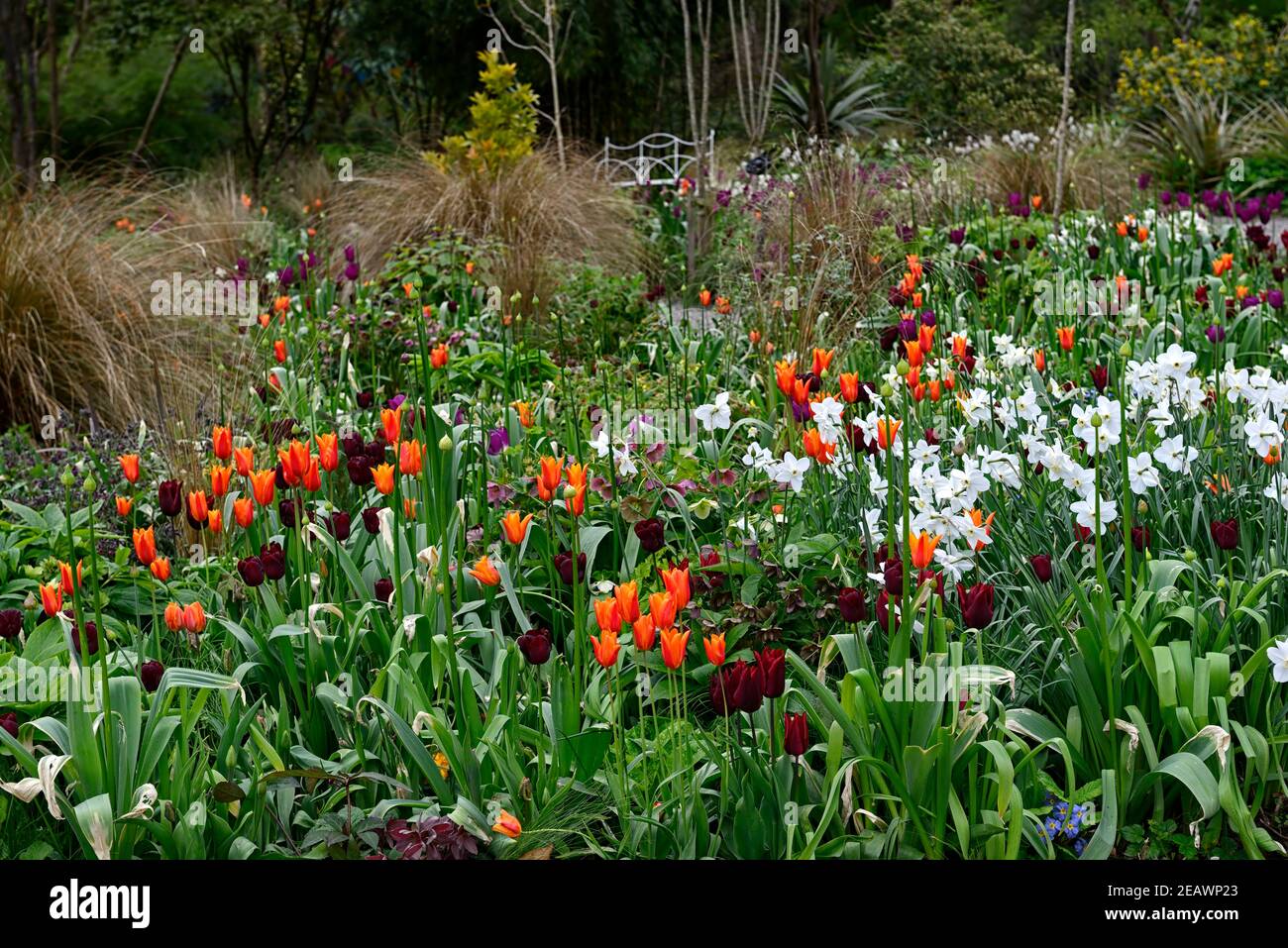 glace polaire narcisse,tulipa recreido,tulipa amour durable,tulipa orange ballerina,allium,alliums,tulipe,tulipes,mélange de plantation,mixte bordure,ressort Banque D'Images