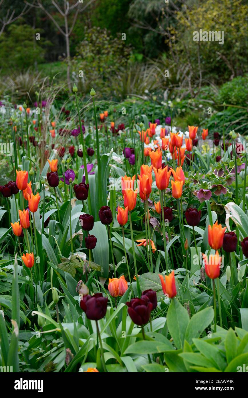 glace polaire narcisse,tulipa recreido,tulipa amour durable,tulipa orange ballerina,allium,alliums,tulipe,tulipes,mélange de plantation,mixte bordure,ressort Banque D'Images