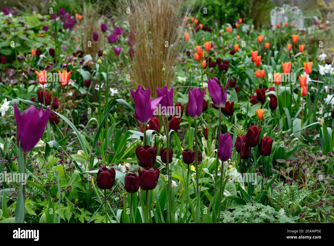 narcisse glace polaire, narcisse carillons d'argent, tulipa violet rêve, tulipa recreido, tulipa durable amour, tulipa orange ballerine,allium,alliums,tulipe,tulipe Banque D'Images