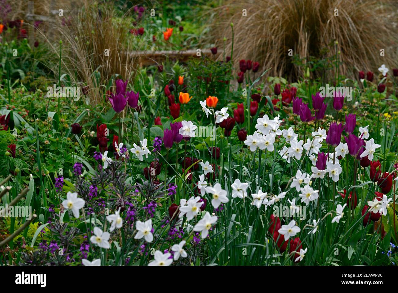 glace polaire narcisse,rêve pourpre tulipa,tulipa recreido,tulipa amour durable,tulipa orange ballerina,allium,alliums,tulipe,tulipes,schéma de plantation mixte, Banque D'Images