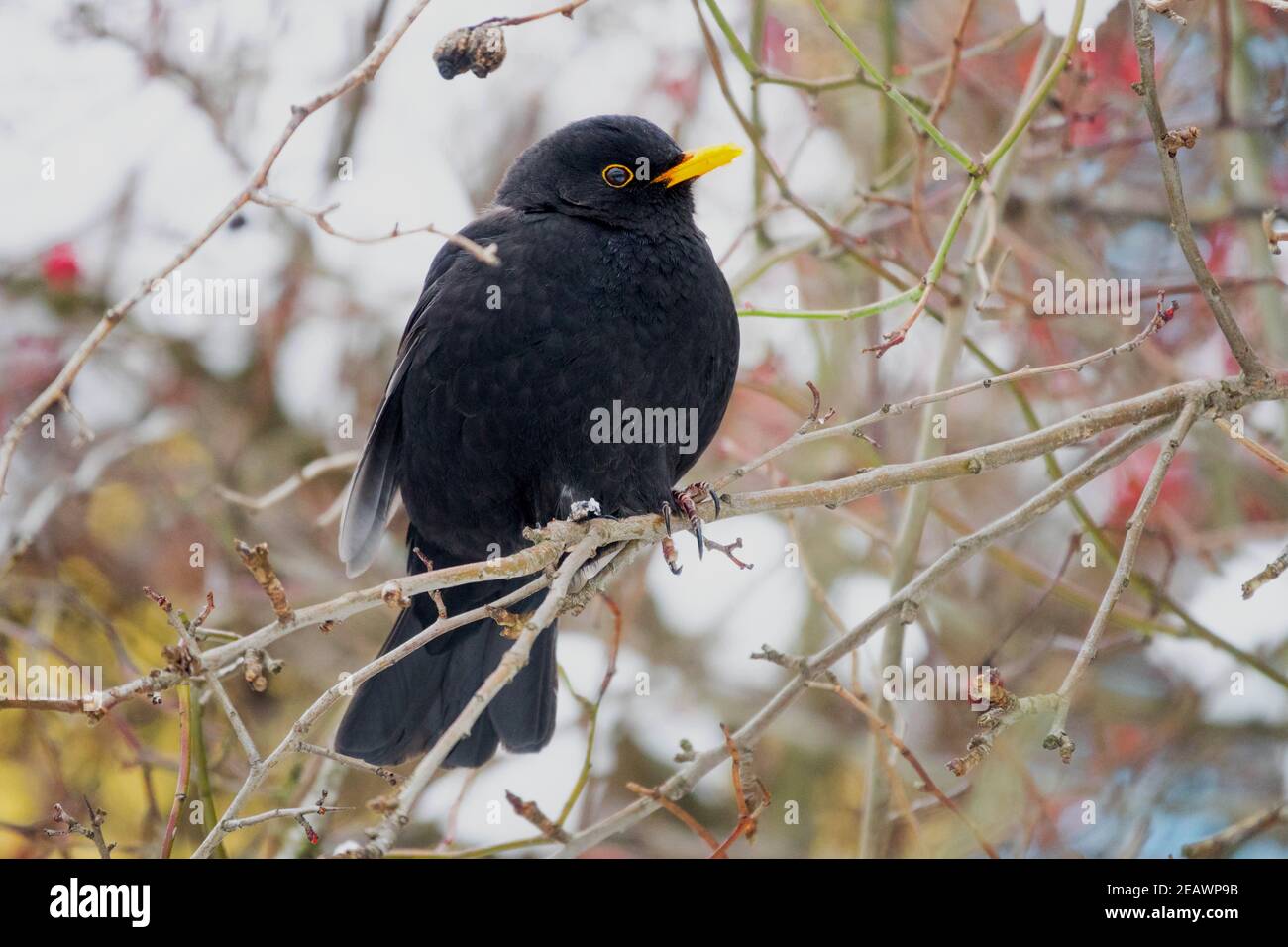 Blackbird Turdus merula perché dans le buisson hivernal enneigé, avec des plumes moelleuses dans l'arbuste givré Banque D'Images