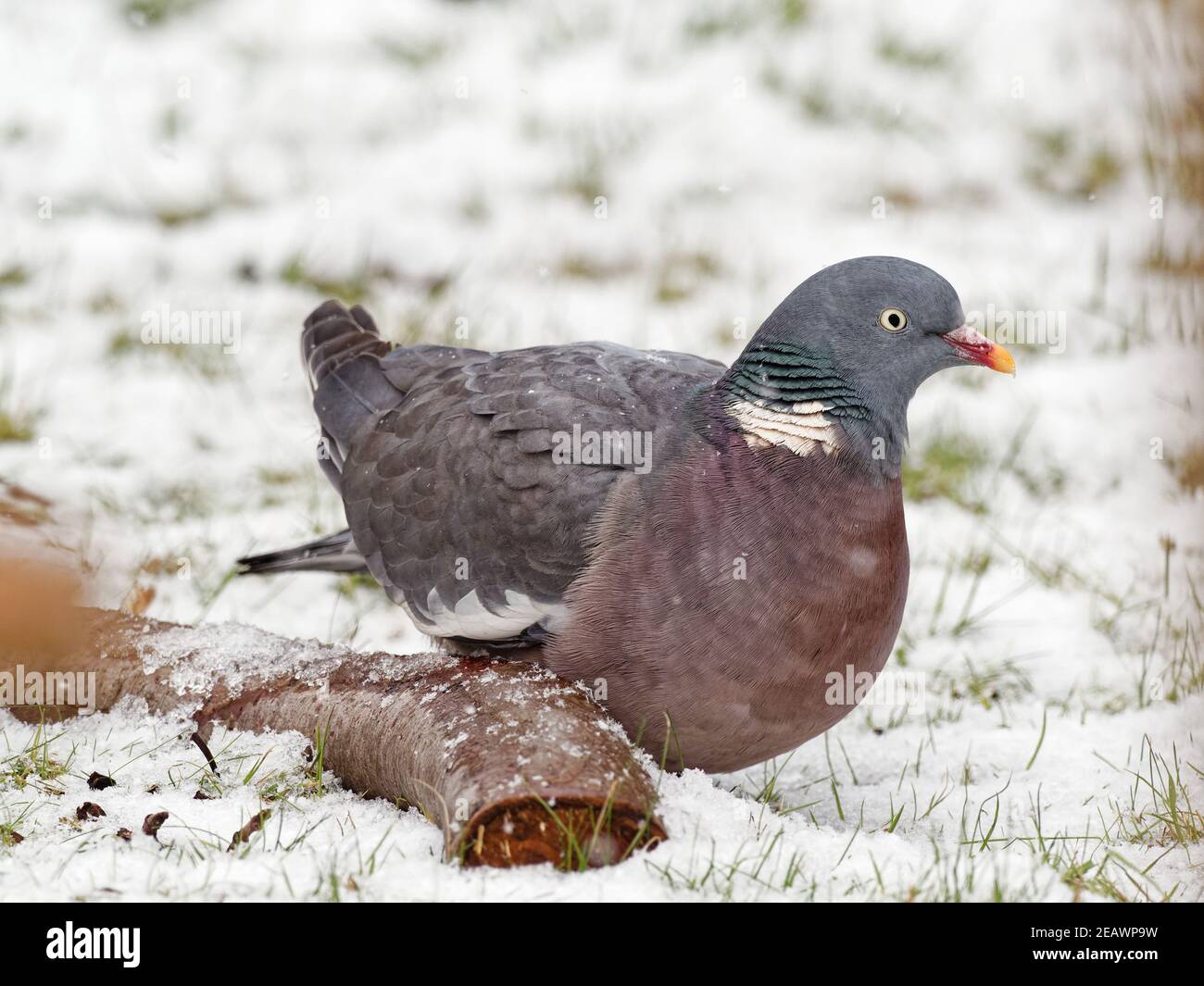 Un pigeon à bois (Columba palumbus) dans un jardin rural à Wakefield, dans le West Yorkshire, pendant une chute de neige. Banque D'Images