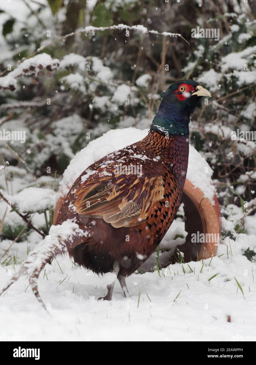 Un phéasant mâle (Phasianus colchicus) à la recherche de nourriture dans un jardin rural à Wakefield, West Yorkshire après la chute de neige. Banque D'Images