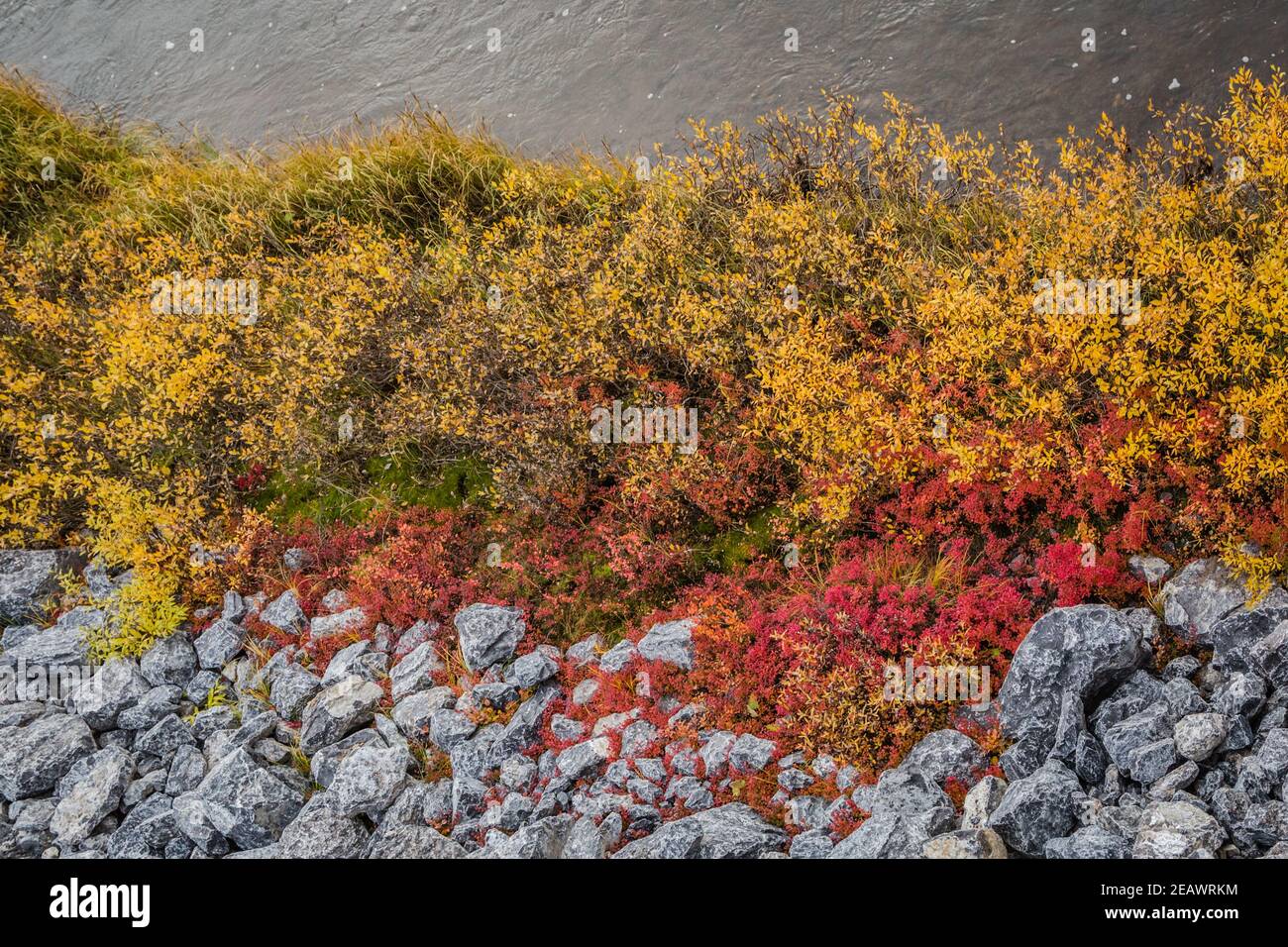 Végétation colorée dans l'arctique canadien, le long de la route Inuvik-Tuktoyaktuk à l'automne, dans les Territoires du Nord-Ouest, dans l'ouest de l'Arctique canadien. Banque D'Images