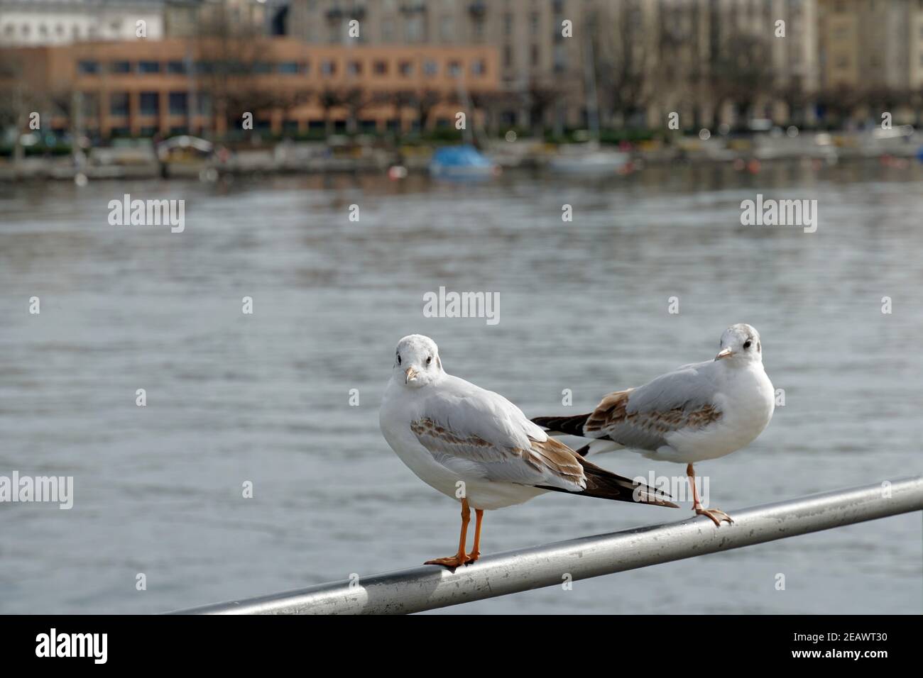 Deux mouettes avec vue latérale, debout sur une rambarde métallique sur la jetée ou dans le port avec le lac de Zurich en Suisse et les silhouettes de la ville derrière. Banque D'Images