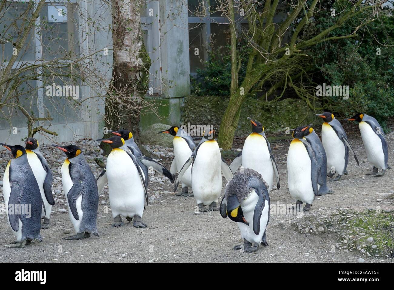 Grand pingouin vivant en troupeau en captivité. Les oiseaux sont appelés Aptenodytes patagonicus en latin. Ils marchent autour de leur enceinte ensemble. Banque D'Images