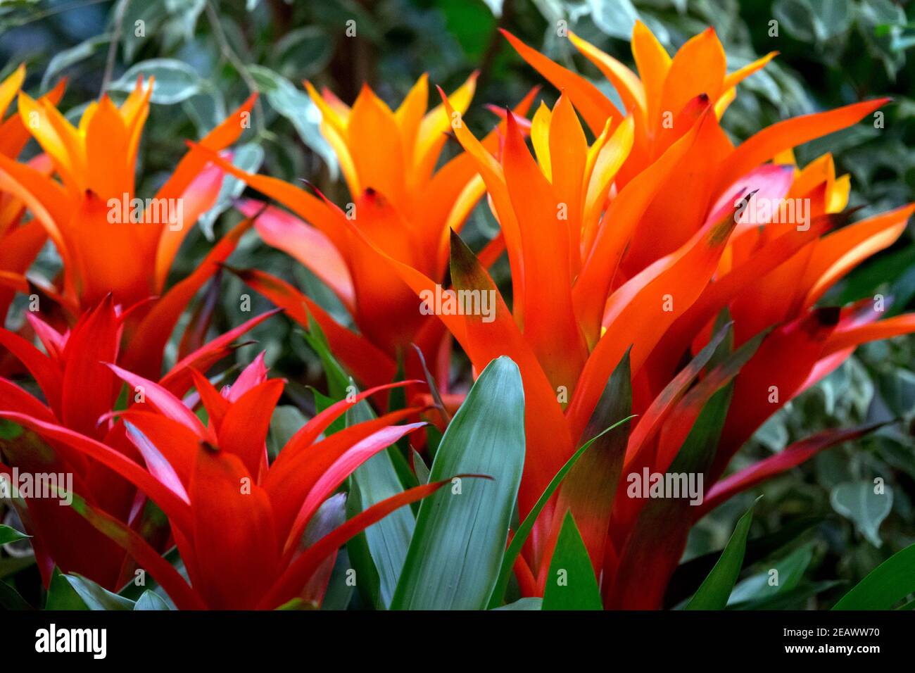 Usine de Scarlet Star Guzmania, plantes de maison Banque D'Images