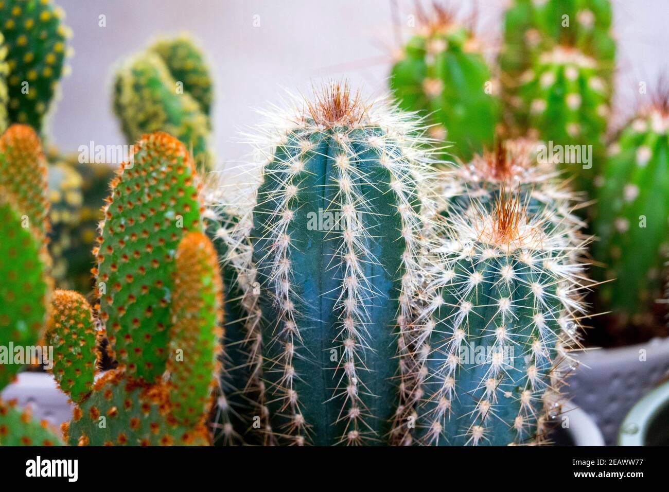 Plantes de maison Cactus plantes de maison succulentes Banque D'Images