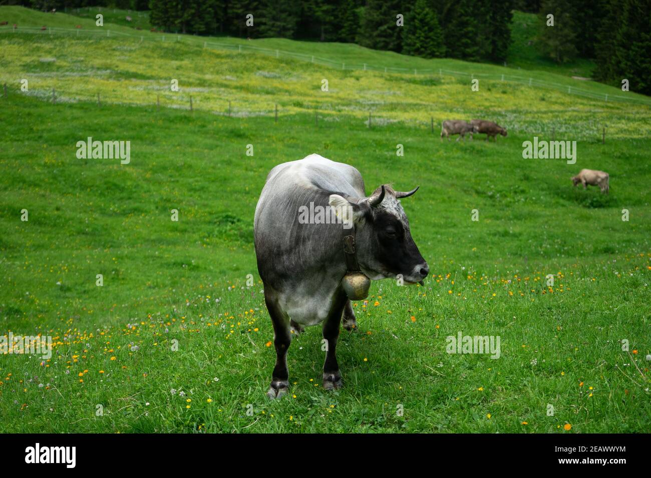 Vache à lait grise avec cloche en contraste saisissant avec la végétation luxuriante Pelouse par une journée d'été ensoleillée dans les alpes autrichiennes Banque D'Images
