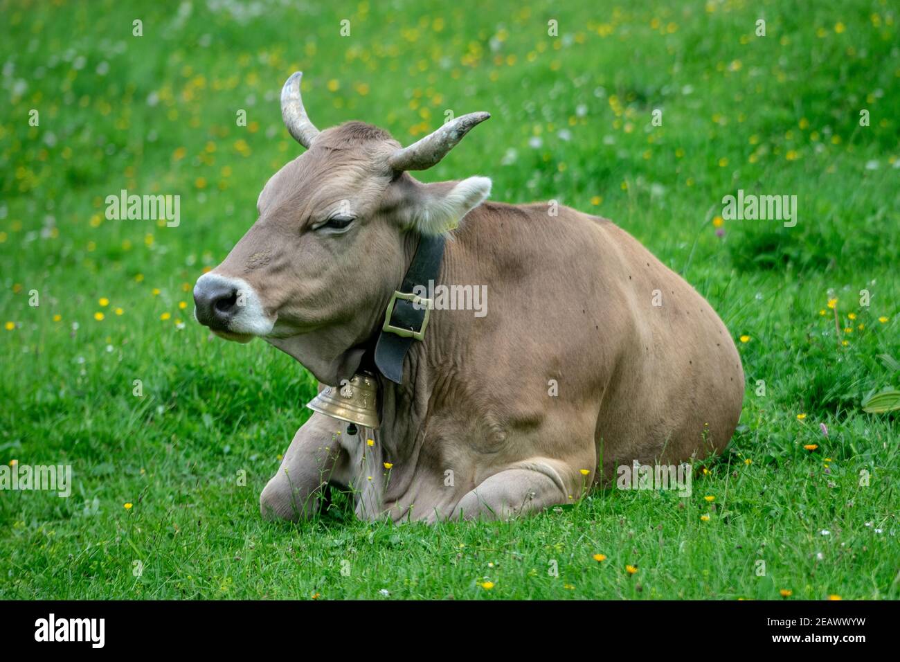 Faire dorer la vache à lait avec une cloche sur une herbe luxuriante Journée d'été ensoleillée dans les alpes autrichiennes Banque D'Images