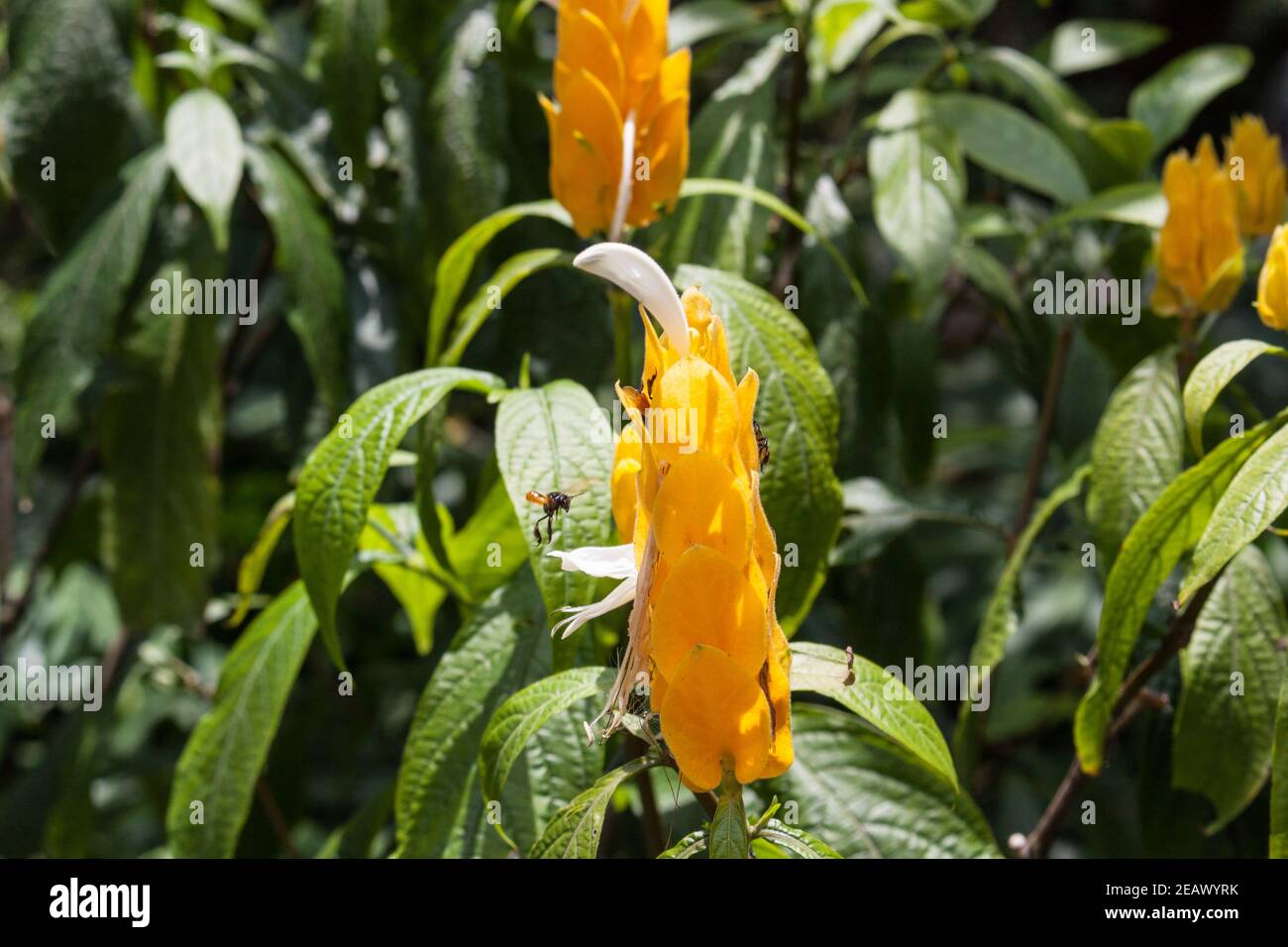 Lollipop plante Pachystachys lutea et les abeilles sans dents meliponines Banque D'Images