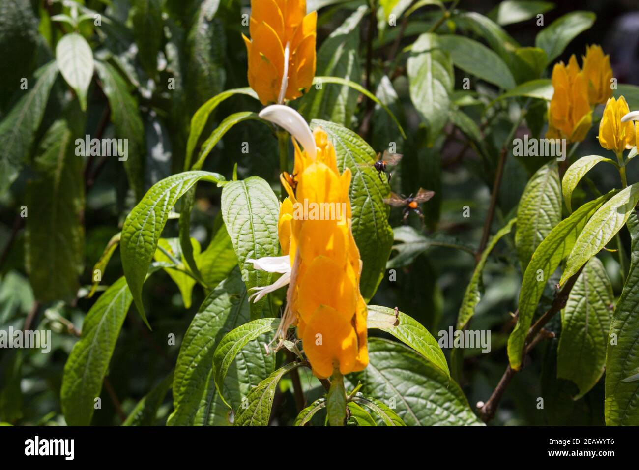 Lollipop plante Pachystachys lutea et les abeilles sans dents meliponines Banque D'Images