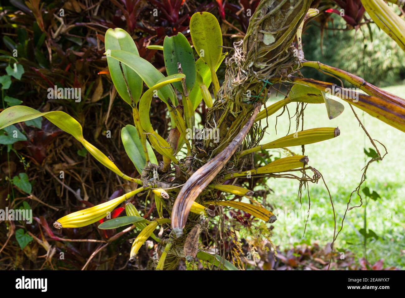 Orchid Cattleya Trianae Flor de Mayo ou orchidée de Noël Arbre en Colombie Banque D'Images