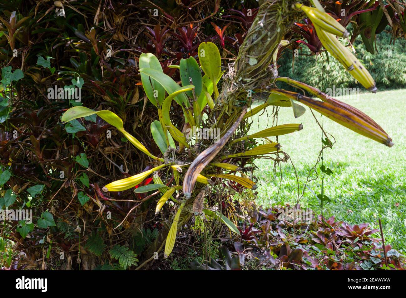 Orchid Cattleya Trianae Flor de Mayo ou orchidée de Noël Arbre en Colombie Banque D'Images