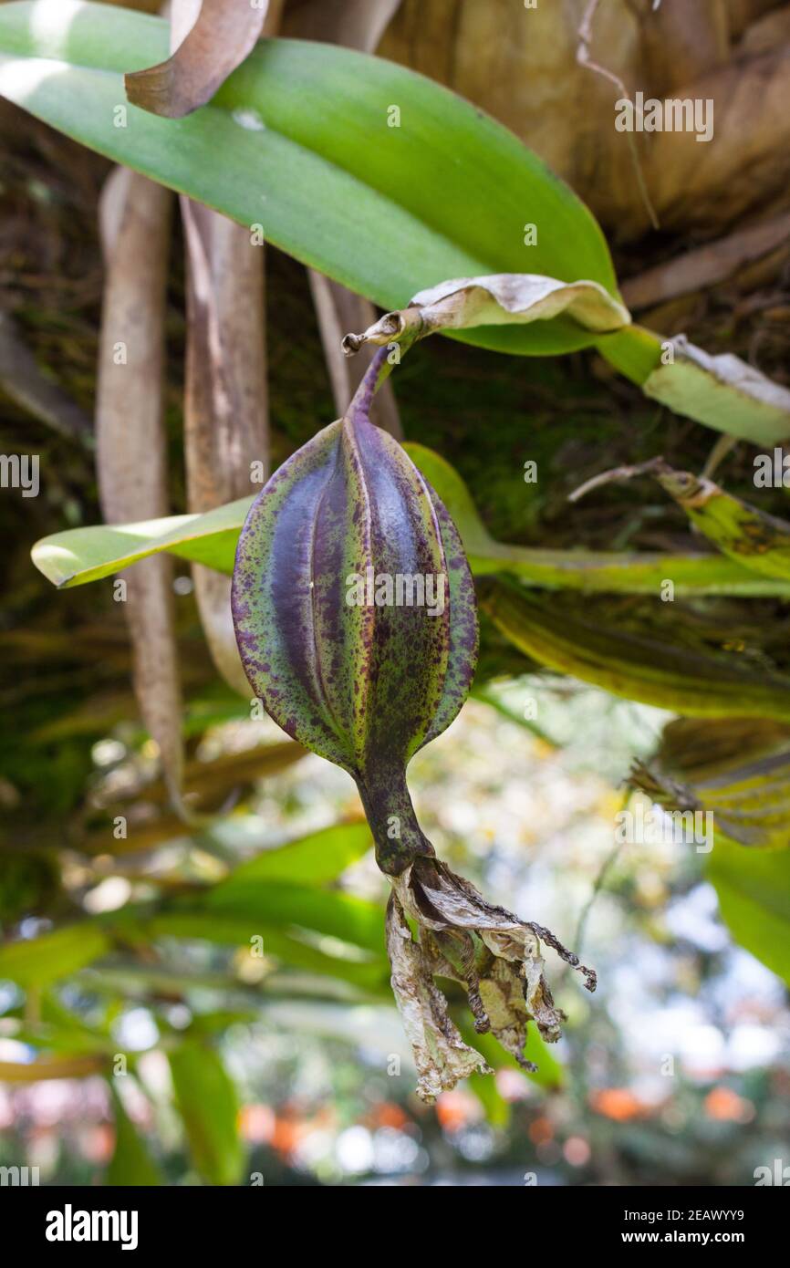 Orchid Cattleya Trianae Flor de Mayo ou orchidée de Noël Arbre en Colombie Banque D'Images
