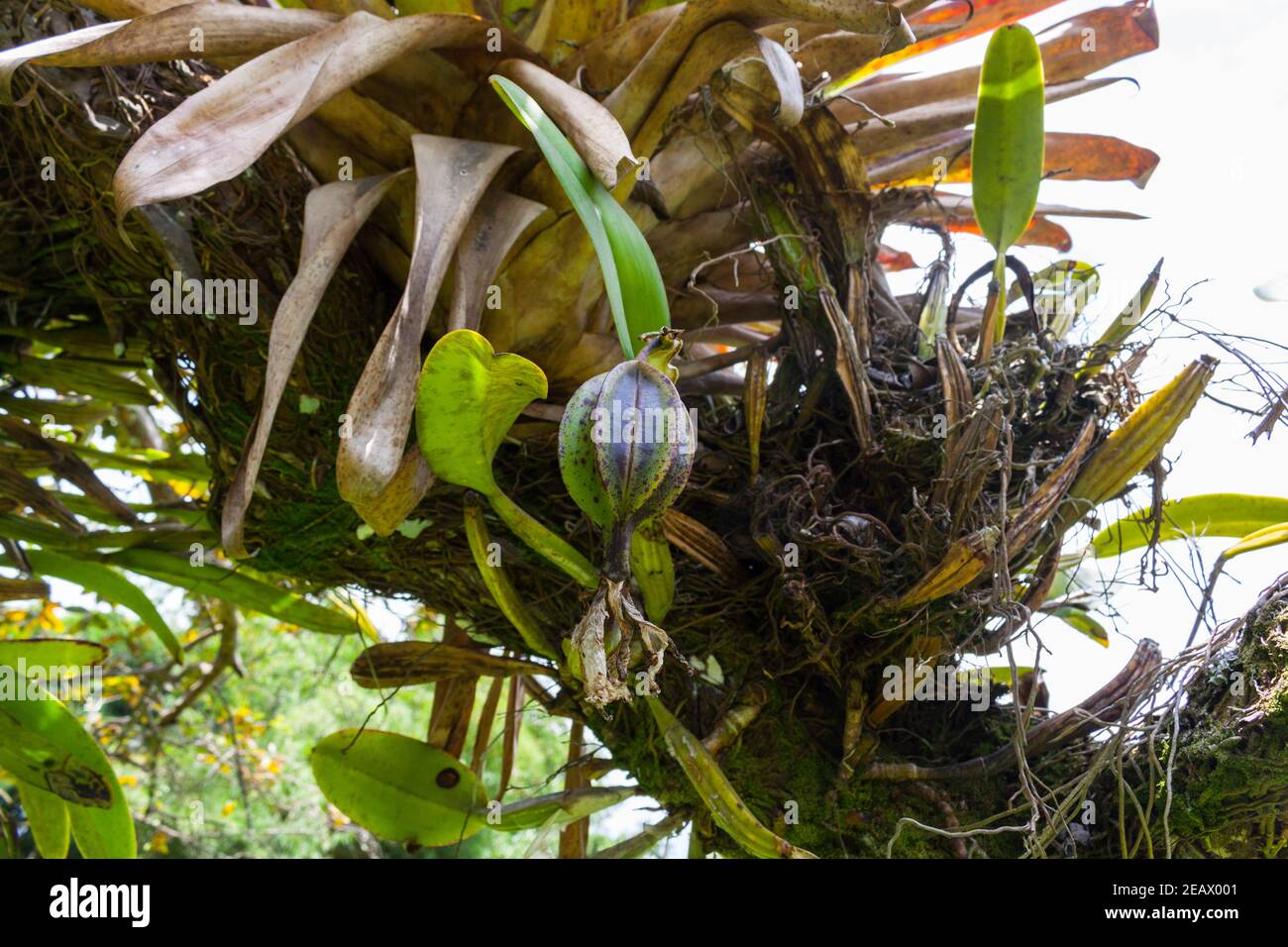 Orchid Cattleya Trianae Flor de Mayo ou orchidée de Noël Arbre en Colombie Banque D'Images
