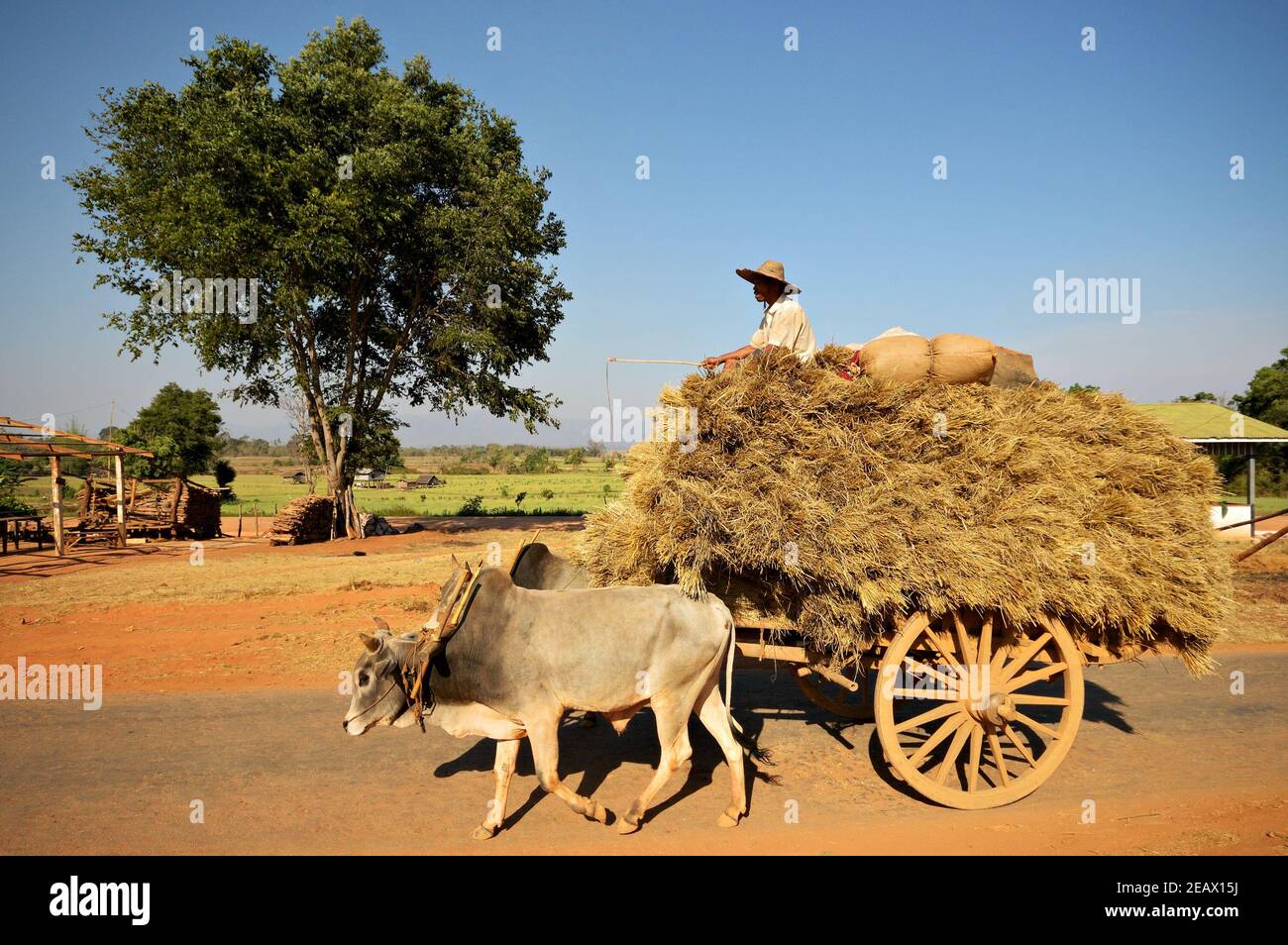 Oxen tirant un chariot rempli de paille dans l'État de Shan, Mayanmar Banque D'Images