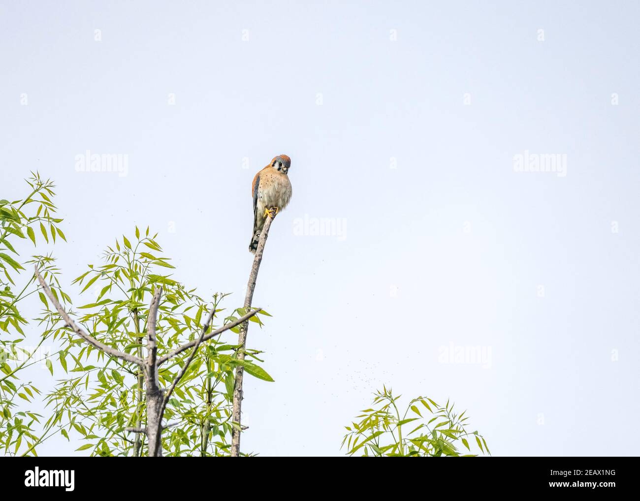Le Kestrel américain (Falco sparverius) perche dans un arbre près du lac Hollywood, Los Angeles, CA. Banque D'Images
