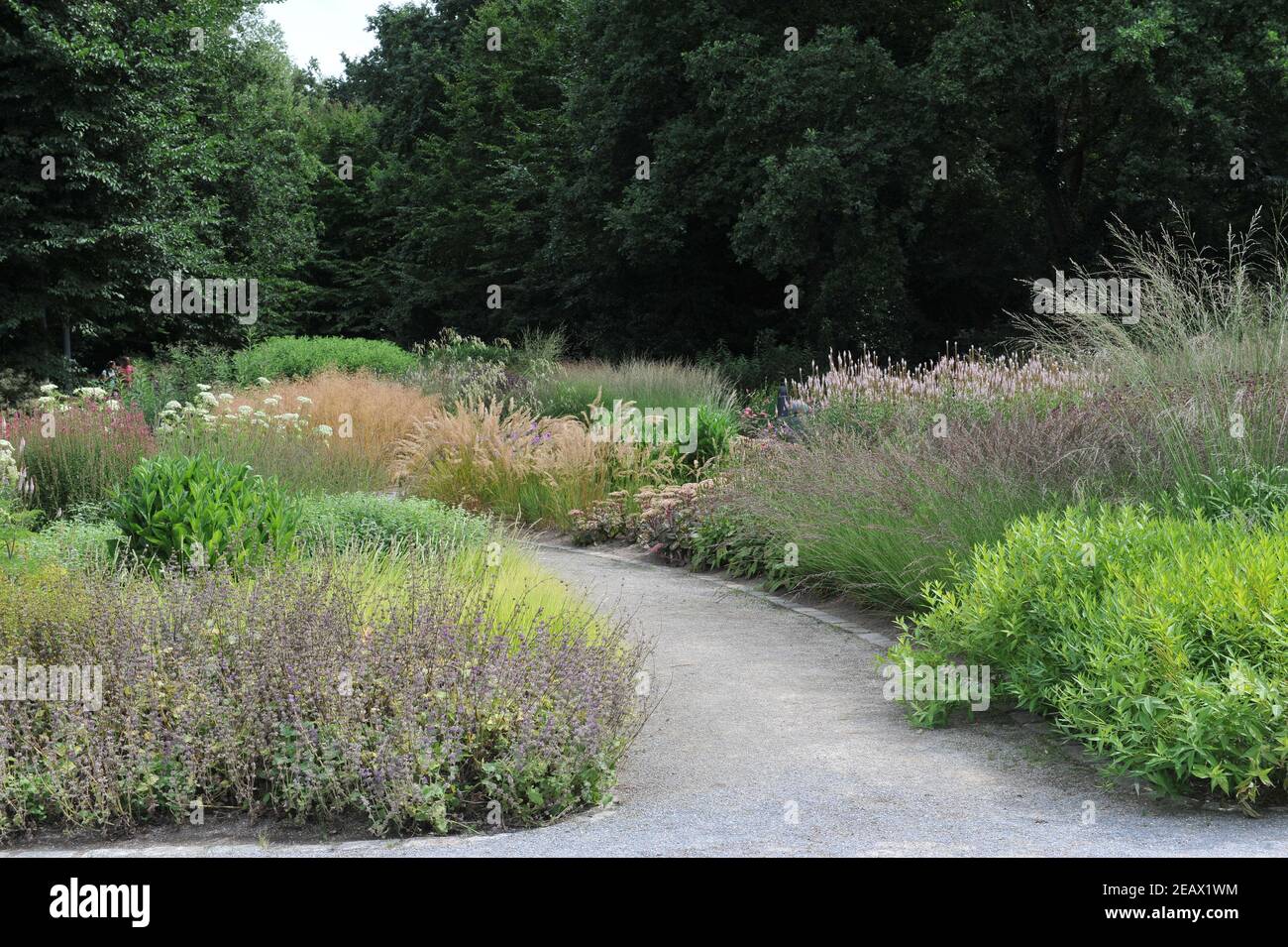 HAMM, ALLEMAGNE - 15 AOÛT 2015 : plantation dans un style de prairie vivace conçu par Piet Oudolf dans le jardin jardin d'art du parc public Maximilianpark Banque D'Images