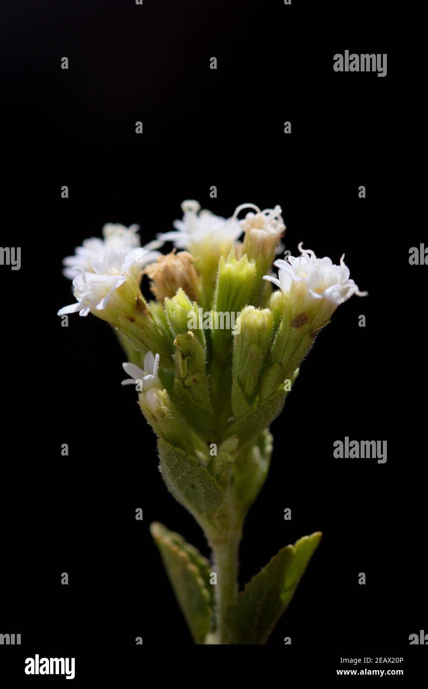 Image macro de quelques fleurs de la plante stévia de la variété Stevia rebaudiana. Le blanc des fleurs contraste avec le fond sombre Banque D'Images