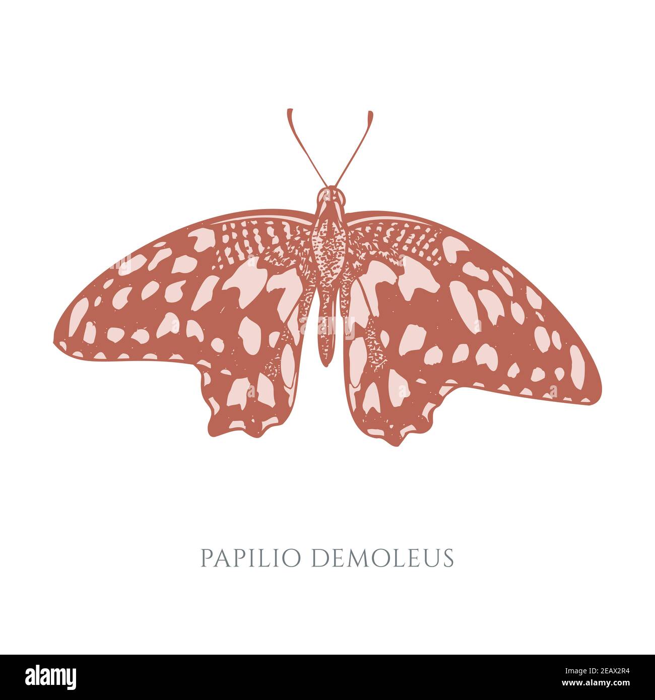 Ensemble vectoriel de papillons pastel au citron dessinés à la main Illustration de Vecteur