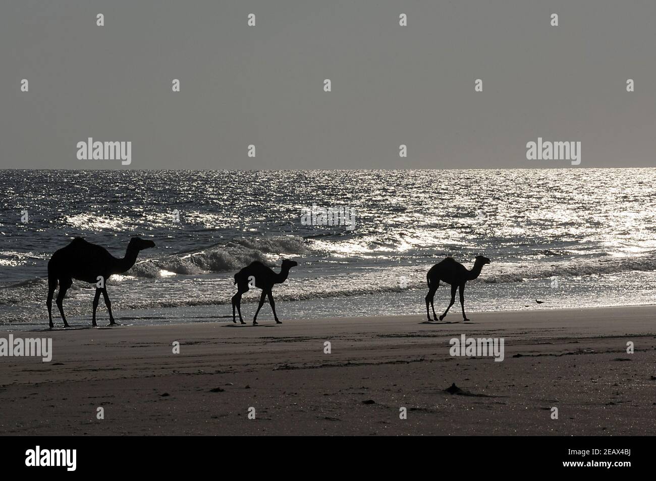 une promenade à dos de chameau avec ses deux petits le long du sable plage à Oman dans l'après-midi en contre-jour Banque D'Images