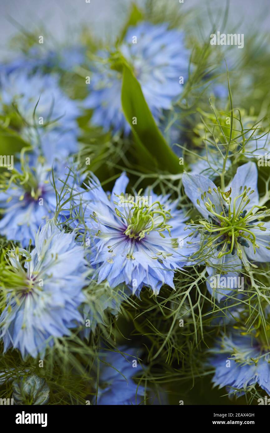 Plan vertical de beau bleu de fleurs de fond de nigella (Nigella sativa) Banque D'Images