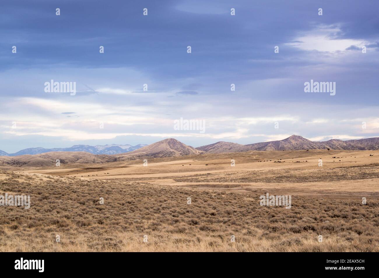 En regardant vers les collines de Londres, depuis Milligan Canyon, avec les Tobacco Root Mountains au loin, dans le comté de Jefferson, Montana Banque D'Images