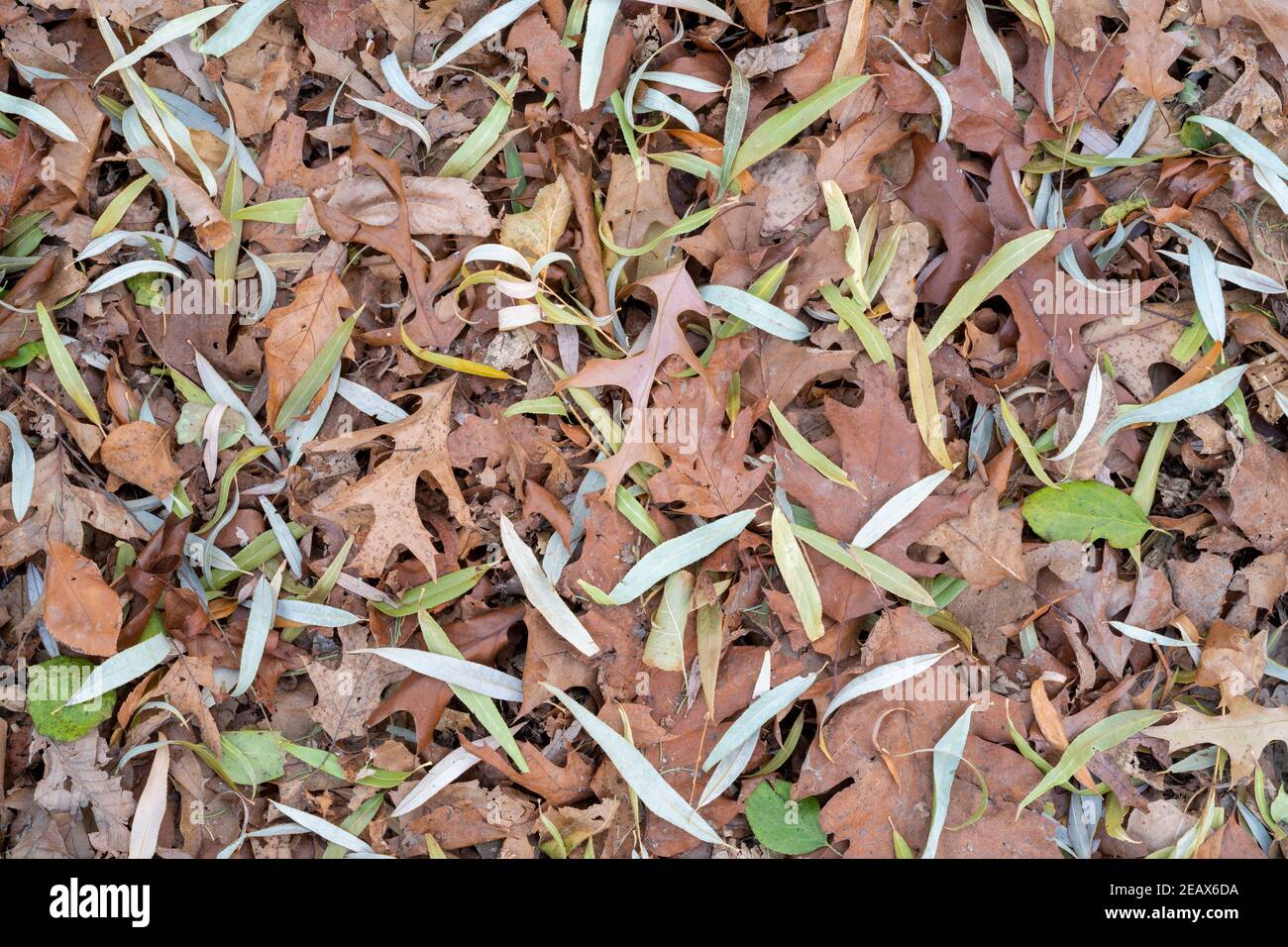 Saule, chêne, orme, feuilles d'argousier sur le sol forestier, fin automne, MN, USA, par Dominique Braud/Dembinsky photo Assoc Banque D'Images