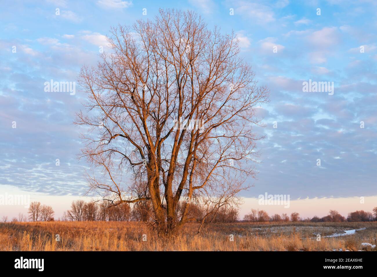 Coton de l'est (Populus deltoides) au coucher du soleil, automne, E USA, par Dominique Braud/Dembinsky photo Assoc Banque D'Images