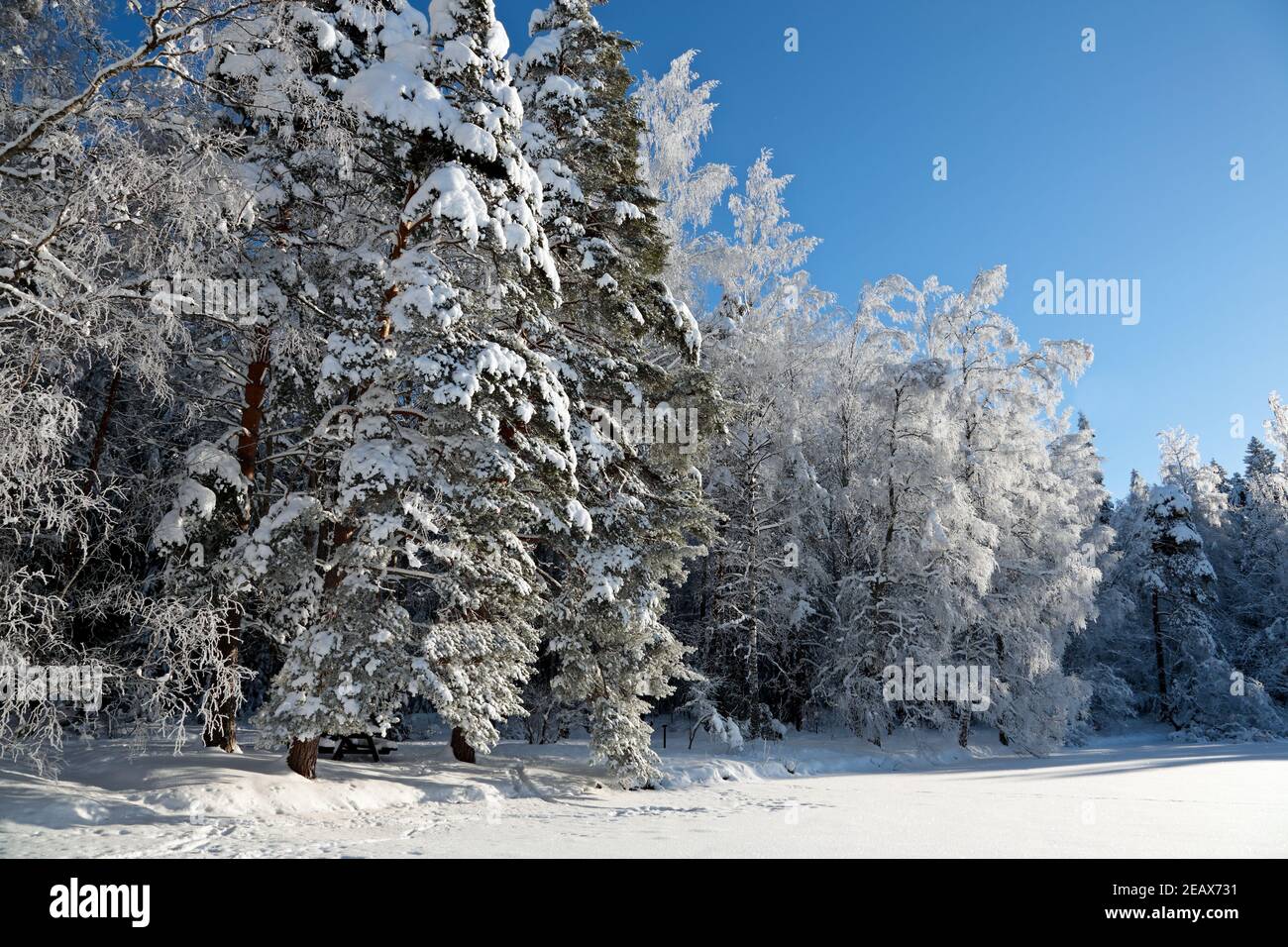 Un beau paysage de vin avec de hautes épinettes enneigées et de bouleau arbres avec des flocons de gel tombant Banque D'Images