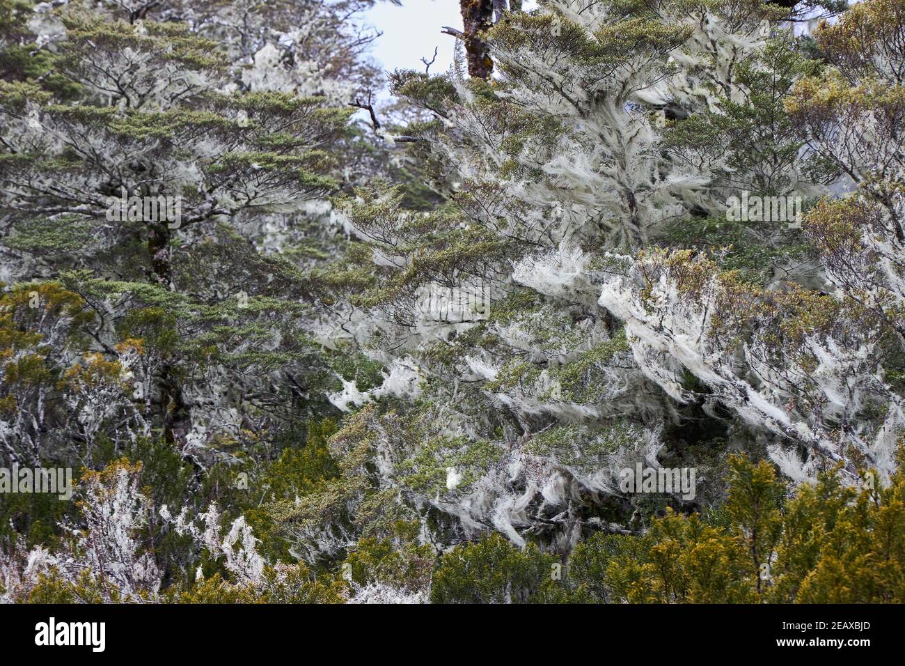 Forêt de hêtre sur la piste St James dans le Lewis Col des Alpes du Sud de la Nouvelle-Zélande Banque D'Images